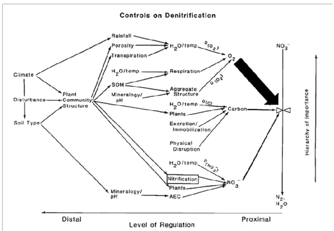 Figure 5. Facteurs régulant la dénitrification dans les sols (Robertson, 1989). 