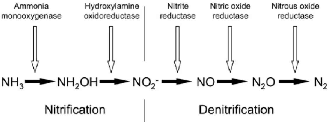 Figure 8. La nitrification dénitrifiante : voie hypothétique et enzymes probablement impliquées (Wrage  et al., 2001)