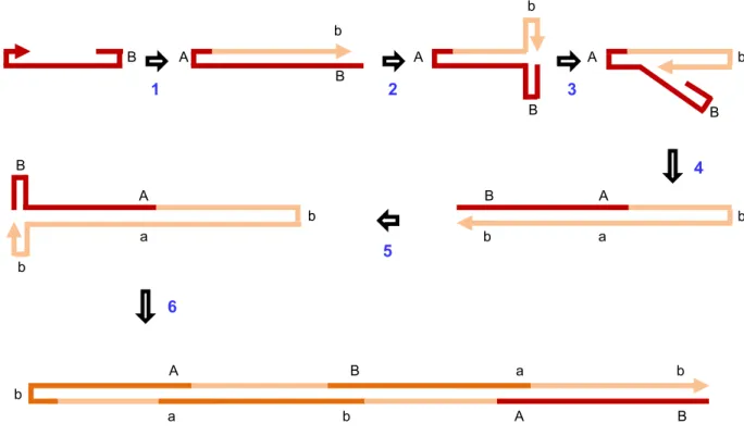 Figure 4. Rolling-hairpin replication in the parvovirus, Mouse minute virus. The linear  unencapsidated parental parvovirus strand (in red) has a 3' OH (indicated by the  arrowhead) and palindromic ends that form terminal hairpin secondary structures (labe