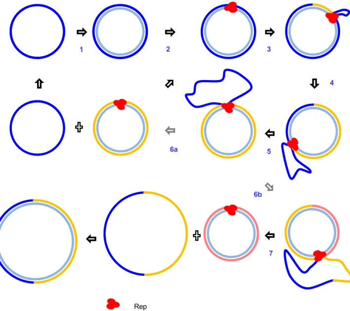 Figure 3. Rolling-circle replication in the geminivirus, Abutilon mosaic virus. The circular  unencapsidated parental virion strand (in dark blue) is converted to double stranded DNA  by host DNA polymerases (a process that is also primed by a host derived