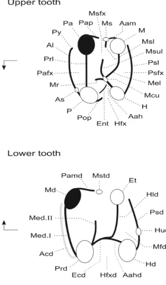 Figure 2. Dental terminology used in the description of the basal hystricog- hystricog-nathous rodents