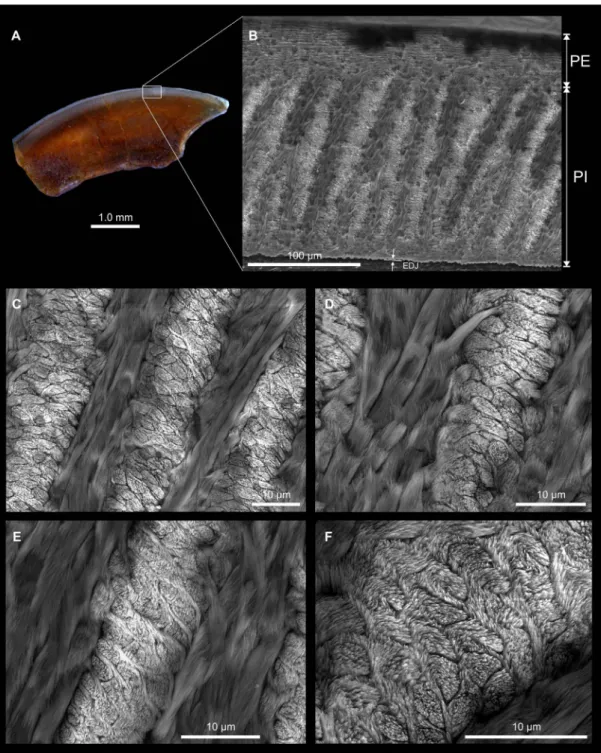 Figure 4. Optical and scanning electron photomicrographs of KEB-1-053, an upper incisor for which the enamel microstructure is detailed at different magnification