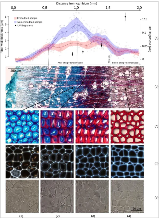 Fig. 2. Synthesis of results for a two-year-old Simarouba amara seedling tilted at 40° and sampled after  110 days