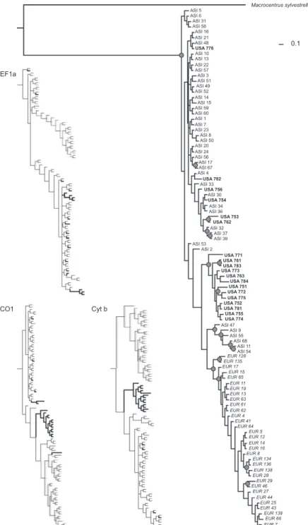Figure 2 Phylogenetic trees of 97 Macrocentrus cingulum individuals corresponding to the result of the partitioned Bayesian inferences.