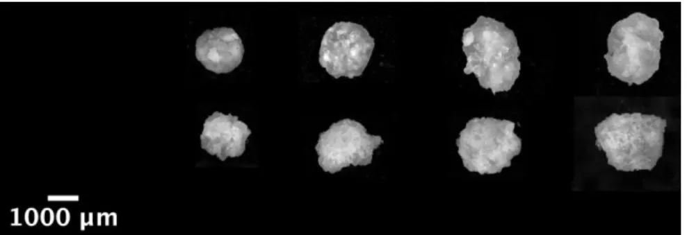 Fig. 3. Microstructure of the wet agglomerates of durum wheat semolina as a function of the steam  cooking times (left to right: 1, 3, 5, or 10 minutes), at different initial water contents (top row = 0.32  and bottom row = 0.48 g/g of dry matter)