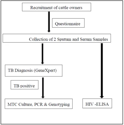 Figure 2. A flow chart of sample collection from households of cattle farmers (including cattle owners  and cattle keepers) and laboratory processing for human samples (sputum and serum) and  questionnaire administration