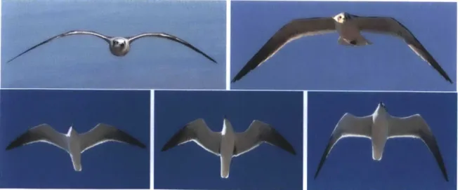 Figure  4:  Wing  morphing  of Larus atricilla  in  flight,  using  elbow and  wrist joints at the  root  and  midspan  of the  wing,  respectively