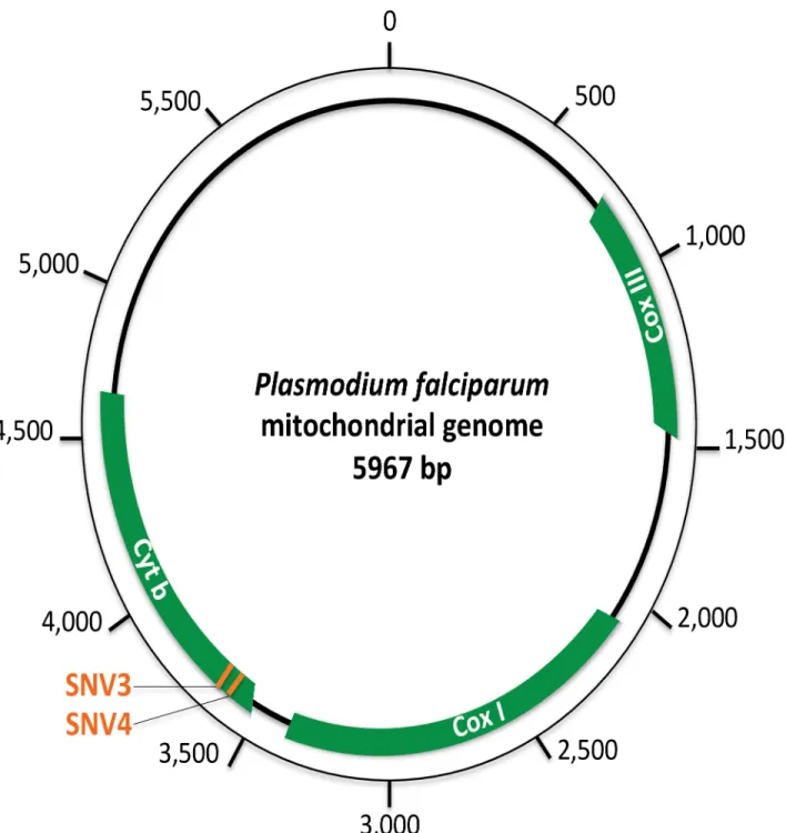 Fig 2. Schematic representation of the Plasmodium falciparum mitochondrial genome. In green are represented the three protein coding genes of the mitochondrial genome of Plasmodium parasites