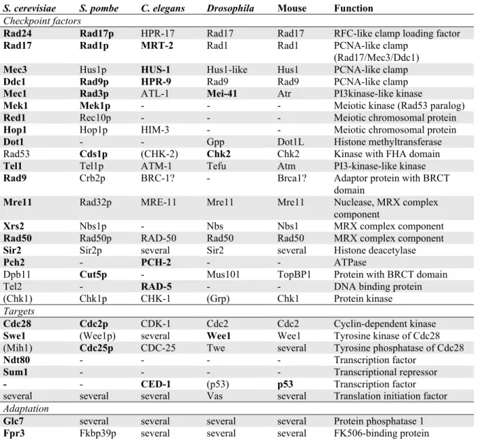 Table 2. Meiotic checkpoint proteins and their homologues.