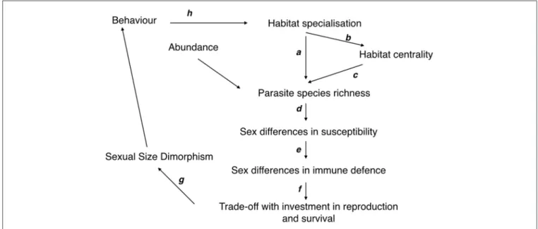FIGURE 1 | Causal chain of relationships linking habitat specialization, parasite diversity, life-traits and sexual size dimorphism (see Introduction).