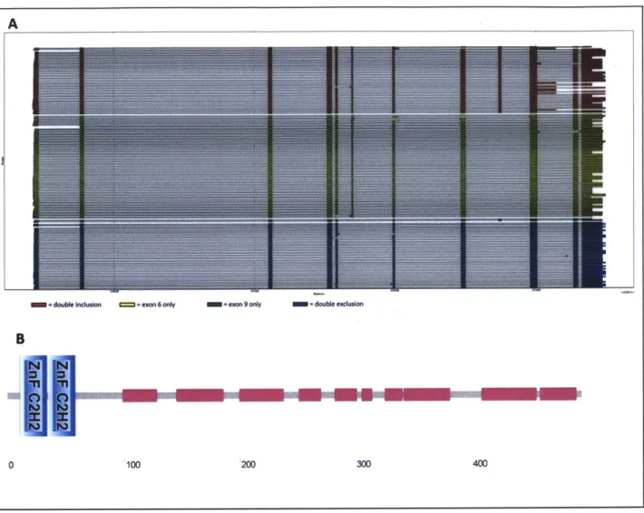Figure 7: Investigation of the ZNF207  gene.  (A)  Read  isoform  distribution of ZNF207  gene, sorted over inclusion/exclusion of exons  6 and 9