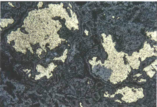 Figure  14.  Ore 4-13:  Thin section micrograph  of golden  opaque  material with gray inclusion  (50x).