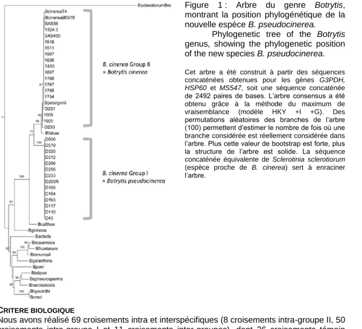 Figure  1 :  Arbre  du  genre  Botrytis,  montrant  la  position  phylogénétique  de  la  nouvelle espèce B