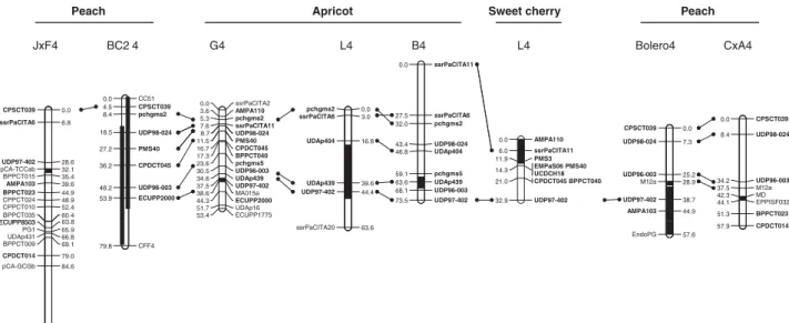 Figure 2 Location of QTLs controlling maturity date on LG4 detected in peach, apricot and sweet cherry by using the multiple environment function of MultiQTL