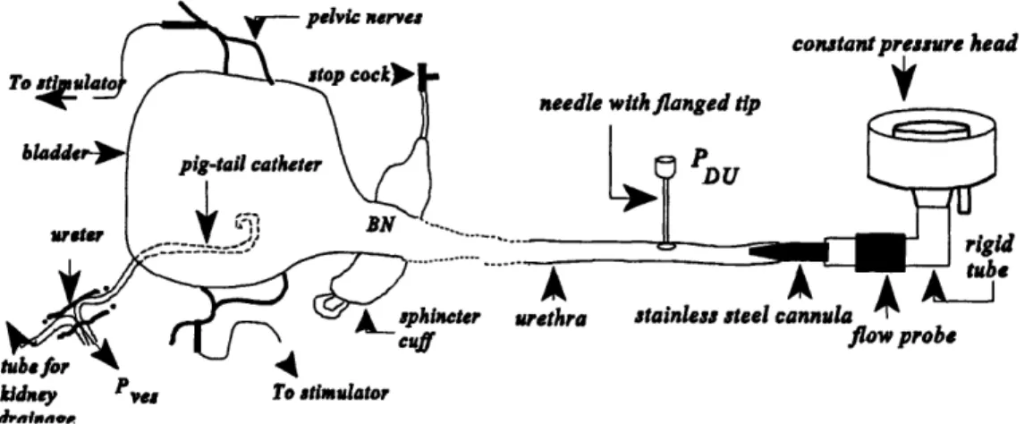 Figure  2.1  Schematic of experimental setup.  Both ureters were arranged as the single ureter shown in the diagram