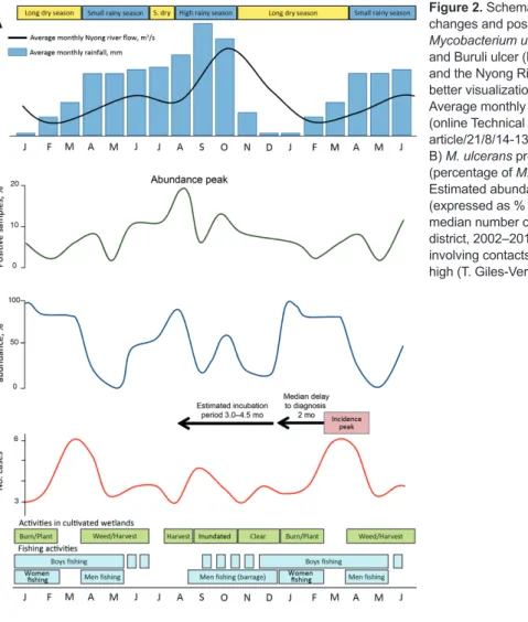 Figure 2. Schematic representation of the seasonal  changes and possible links between the environment,  Mycobacterium ulcerans presence, human exposure,  and Buruli ulcer (BU) incidence in the Akonolinga district  and the Nyong River valley, Cameroon, 200
