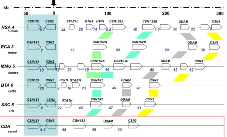 Figure 1.  Evolution of the casein locus organization. Casein locus organization of human (Homo sapiens), horse  (Equus caballus), mouse (Mus musculus), cattle (Bos taurus), pig (Sus scrofa) and camel (Camelus dromedarius)  genomes (adapted from Martin, Ce