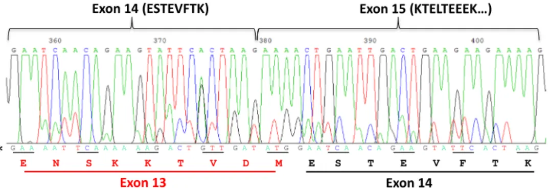 Figure 3.  Sequence of C. dromedarius α s2 -CN cDNA spanning exons 14 and 15 (main sequence)