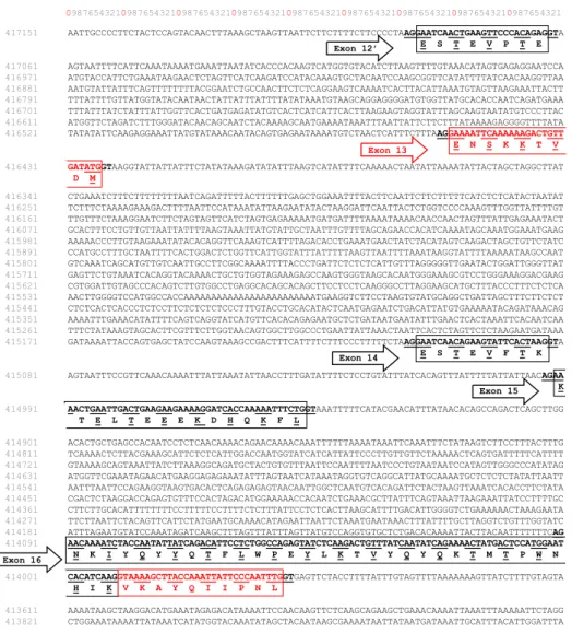 Figure 5.  Nucleotide sequence view (from 417151 to 413731) of C. dromedarius (breed Arabia) taken from  the unplaced genomic scaffold of CSN1S2 (LOC105090951)
