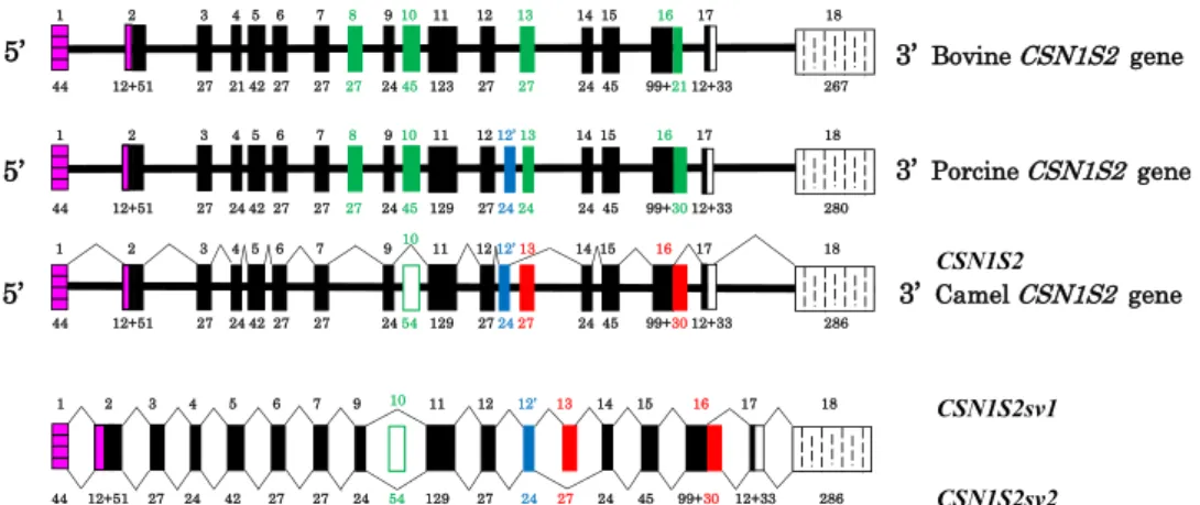 Figure 7.  Structural organization of the bovine, porcine and camel CSN1S2 transcription units and splicing  patterns for camel (CSN1S2, CSN1S2sv1 and CSN1S2sv2)