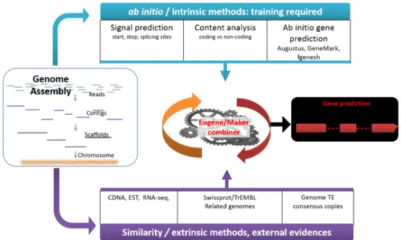 Figure 3. Simplified Illustration of a structural genome annotation using Combiners. On the left, the diagram shows a typical assembly  process