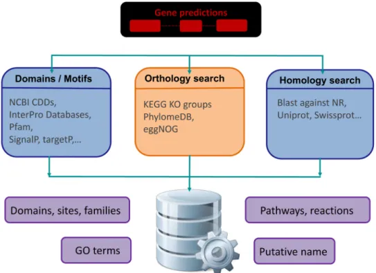Figure 4. Functional Annotation Pipelines. This schema is showing a typical functional annotation pipeline, in which functional roles are  assigned to coding sequences (CDSs) inferred in the gene prediction process