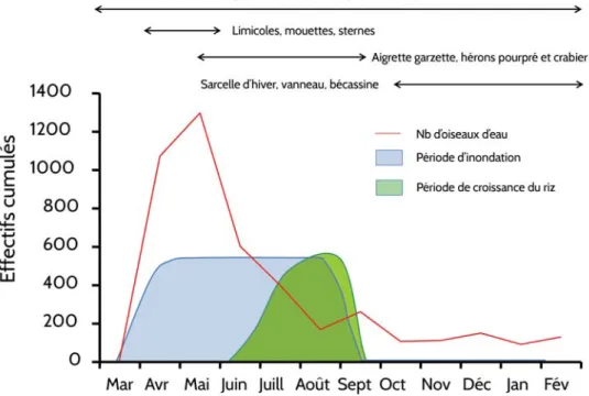 Figure 1. Évolution des effectifs d’oiseaux d’eau dans un échantillon de rizières de Camargue au cours d’une année (mars 1997 à février 1998) (d’après Tourenq 2000)