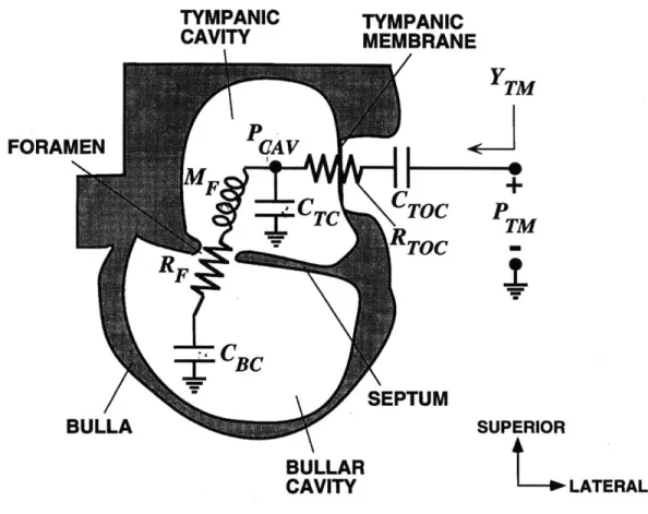 Figure 2.2:  Middle-Ear  Circuit Model Superimposed  Upon the  Structure  it Represents Electrical  circuit model  of the felid  middle ear, with circuit elements   super-imposed  on the structural  features  they model
