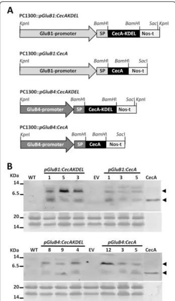 Figure 1 Generation of transgenic rice plants producing cecropin A. A. Schematic representation of the constructs.