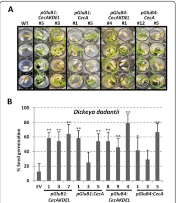 Figure 7 Resistance of cecropin A rice seeds to Dickeya dadantii . A. Phenotypical appearance of wild-type (WT) or transgenic seedlings carrying the transgenes indicated after 7 days of germination in contact with D