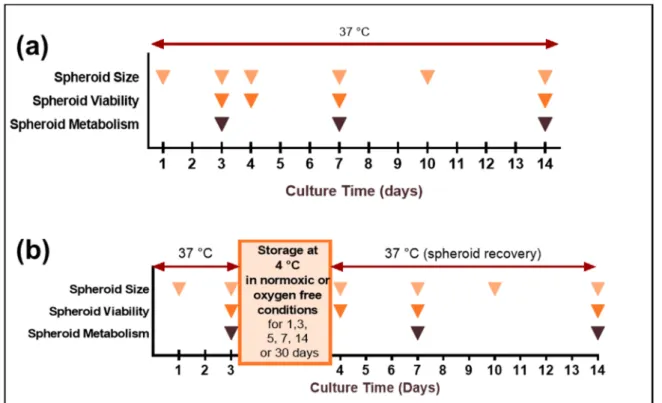 Figure 1. Schematic representation of MDA-MB-231 spheroids cold storage experiments.  MDA-MB-231 spheroids were  cultured in RPMI 1640 fetal calf serum-supplemented or OptiPASS ®  medium and maintained in classic cell culture  condi-tions (humid incubator,