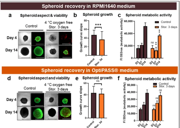 Figure 3. MDA-MB-231 spheroid preservation study after three-day storage at 4 °C and oxygen-free conditions in  RPMI1640 and OptiPASS ®  media culture