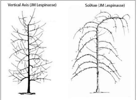 Şekil 3. Vertical Axis ve SolAxe terbiye sistemlerinde ağaç formu. 