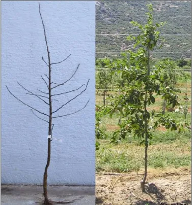 Şekil  5.  Merkezkaç  terbiye  sistemi  için  ideal  bir  fidan  (solda)  ve  genç  bir  ağaç  (sağda)