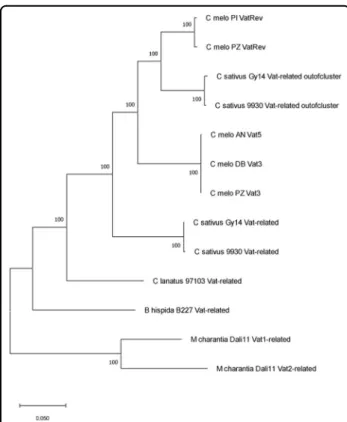 Fig. 2 Phylogenetic tree from CDSs of Vat -related sequences (with one R65aa for C. melo ) retrieved for cucurbit species