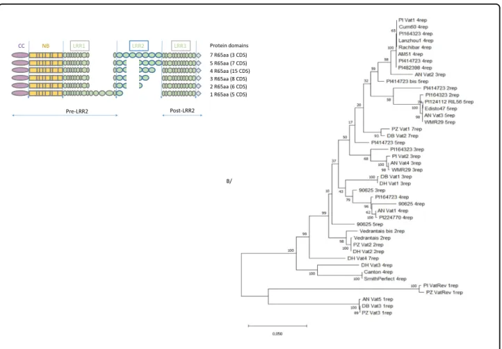 Fig. 4 Phylogenetic tree for 44 Vat homologs obtained from 21 melon accessions. Each CDS was named Accession name_Vat number in the accession (when known) number of R65aa within the CDS