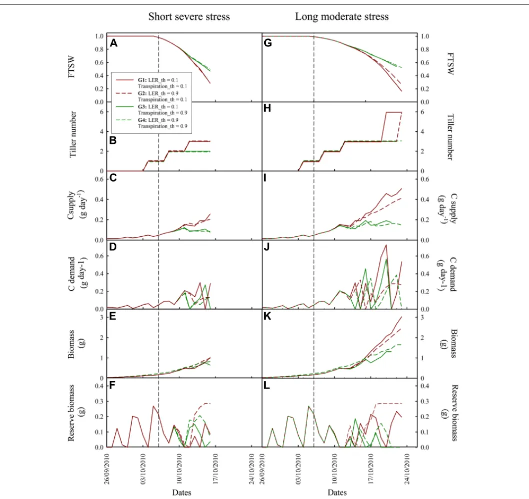 FIGURE 5 | Dynamic simulation by Ecomeristem of four rice genotypes contrasting for leaf expansion rate and leaf transpiration sensitivity to drought