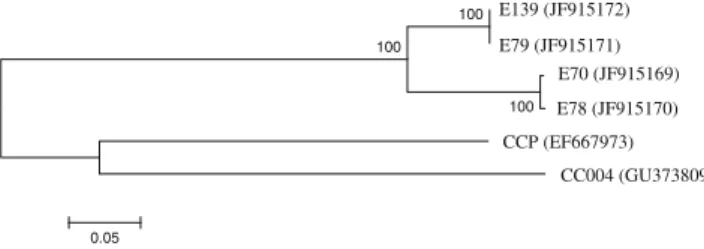 Fig. 1 Neighbor-joining phylogenetic tree of the cassiicolin precursor genes from four endophytic (E70, E78, E79 and E139) and two pathogenic strains of C