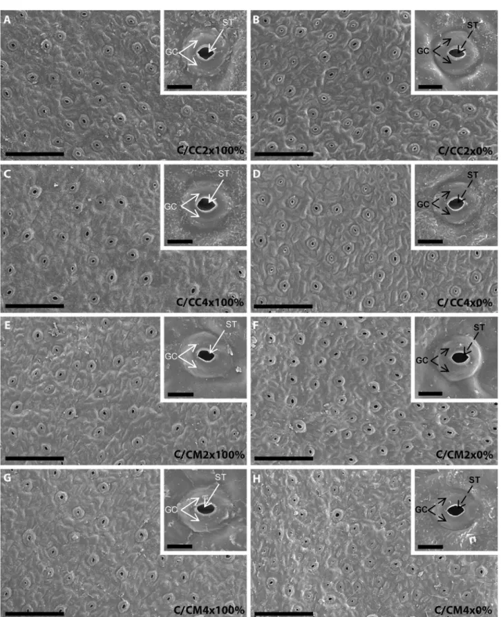 Figure 3.  Scanning electron micrographs of abaxial epidermis and stomata in leaves of common clementine  scion grafted onto different rootstocks