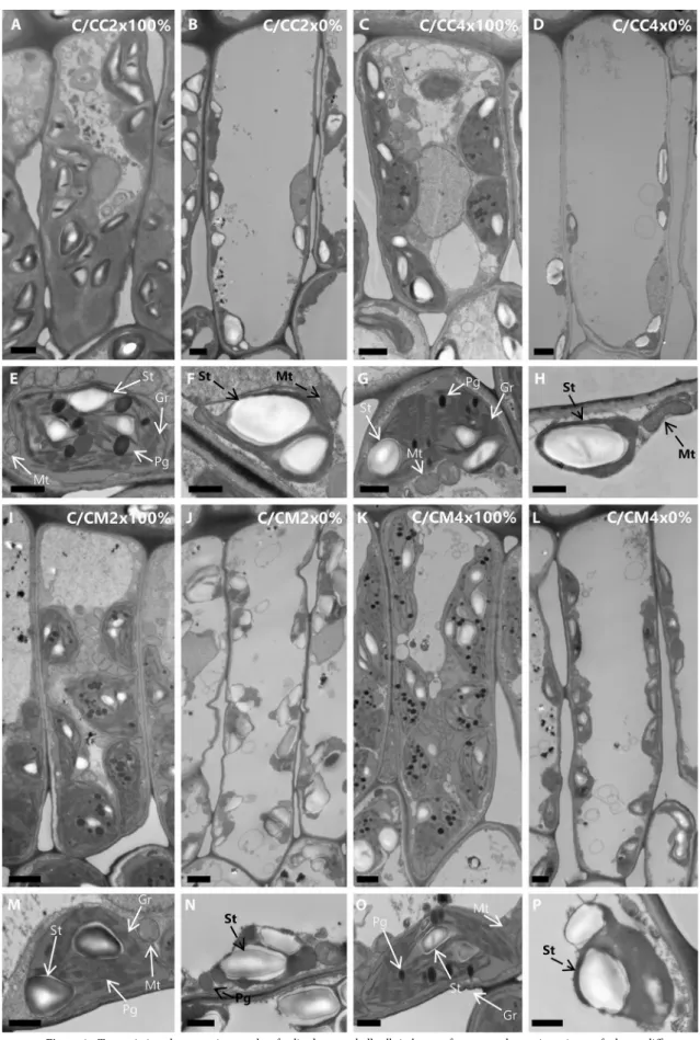 Figure 4.  Transmission electron micrographs of palisade mesophyll cells in leaves of common clementine scion grafted onto different  rootstocks
