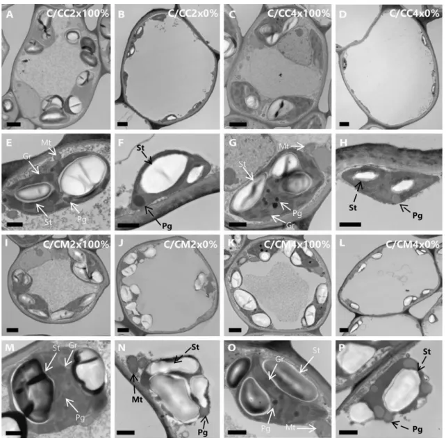 Figure 5.  Transmission electron micrographs of spongy mesophyll cells of leaves of common clementine  scion grafted onto different rootstocks