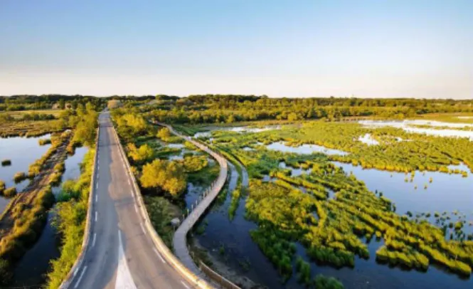 Figure 1 : Route départementale en Languedoc-Roussillon (marais  de la Tour Carbonnière)