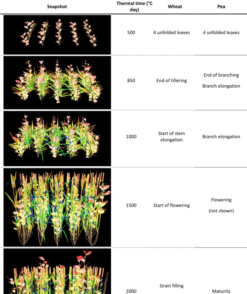 Table 2: Specific stages of the development of wheat and pea illustrated by side views of the virtual mixtures