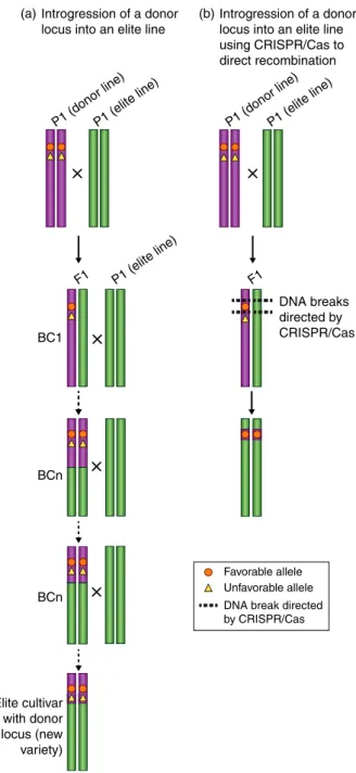 Figure 5 CRISPR/Cas-based gene editing for introgression and separating linked genetic loci