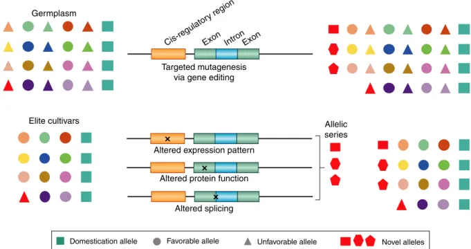 Figure 3 CRISPR/Cas-based gene editing to introduce genetic variation in specific genomic regions using germplasm or elite cultivars