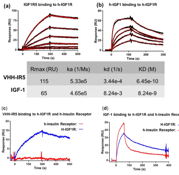 Figure S2: SPR binding studies of IGF-1 and IGF1R-5 (i.e. VHH-IR5) with  surface-immobilized IGF1R and human insulin receptor ectodomains *.