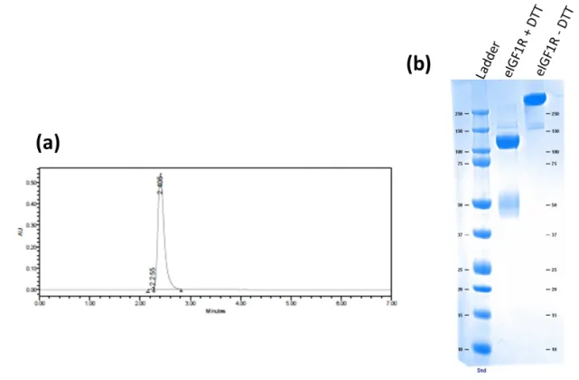 Figure S3: (a) Size-exclusion chromatography profile obtained with the HiPrep 26/60  Superdex 200 column in 1x PBS and (b) Coomassie SDS-page of eIGF1R after  purification by immobilized metal ion affinity chromatography