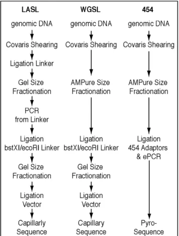 Figure 1. Overview of Linker Amplified Shotgun Library (LASL), Whole Genome Shotgun (WGSL), and 454 library construction strategies.
