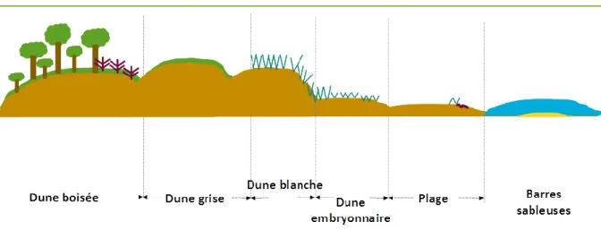 Figure 6 - Description de l’écosystème sableux du littoral aquitain 