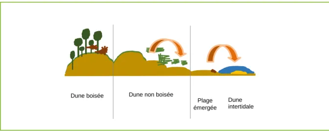 Figure 7 - Schéma de l’écosystème sableux et des échanges sédimentaires après tempête  